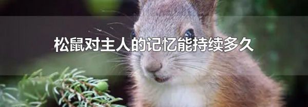 松鼠对主人的记忆能持续多久