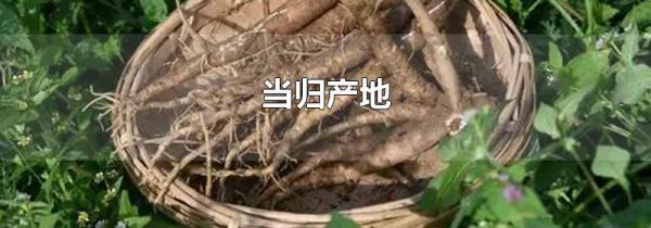 当归产地