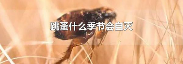 跳蚤什么季节会自灭