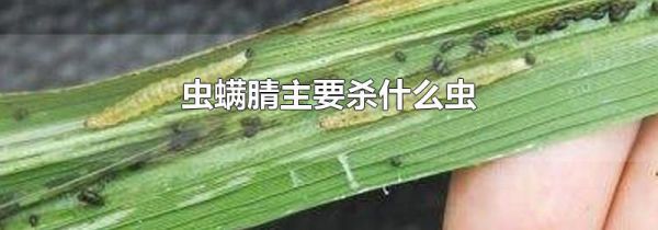 虫螨腈主要杀什么虫
