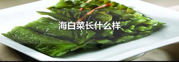 海白菜长什么样