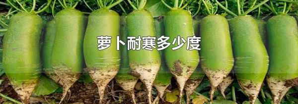 萝卜耐寒多少度