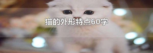 猫的外形特点60字