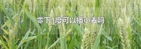 零下1度可以播小麦吗