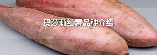 玛莎莉红薯品种介绍