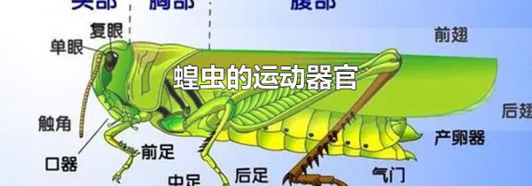 蝗虫的运动器官