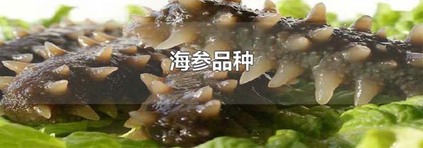 海参品种