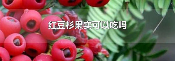 红豆杉果实可以吃吗