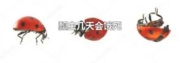 瓢虫几天会饿死