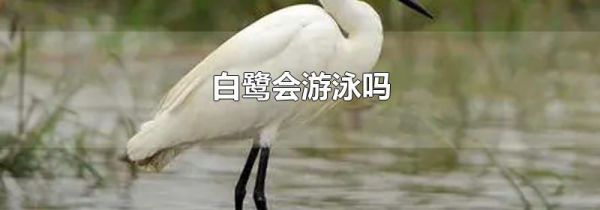 白鹭会游泳吗