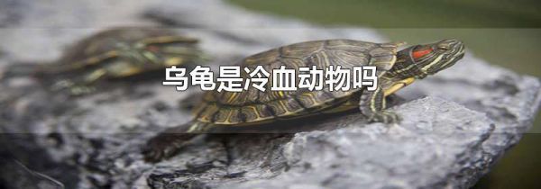 乌龟是冷血动物吗
