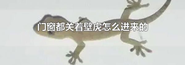 门窗都关着壁虎怎么进来的