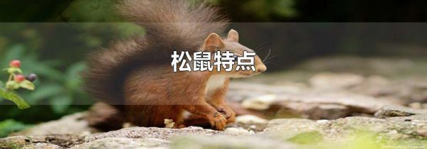 松鼠特点