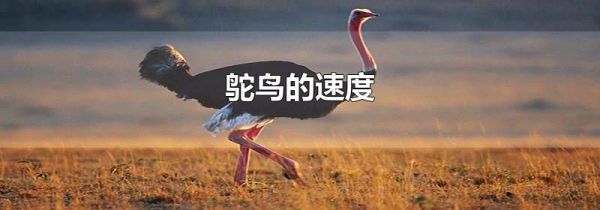 鸵鸟的速度