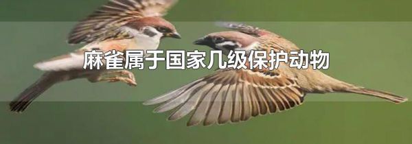 麻雀属于国家几级保护动物