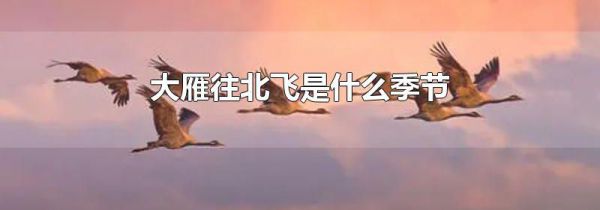 大雁往北飞是什么季节