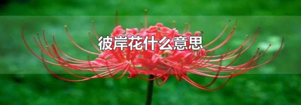 彼岸花什么意思