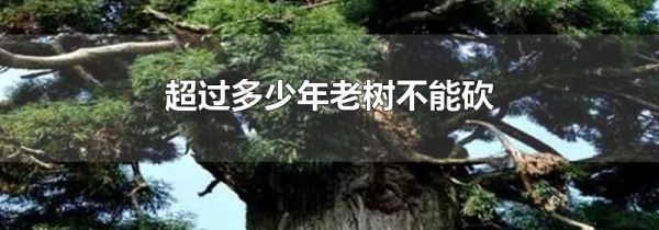 超过多少年老树不能砍