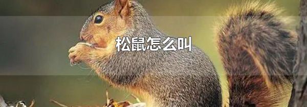 松鼠怎么叫