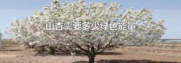 山杏需要多少绿色能量