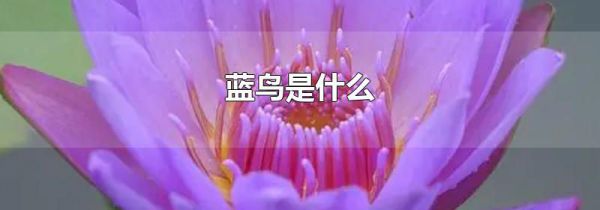 蓝鸟是什么