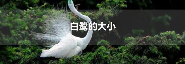 白鹭的大小