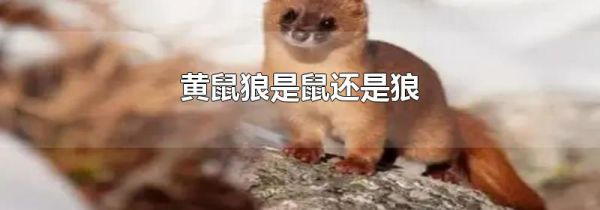 黄鼠狼是鼠还是狼