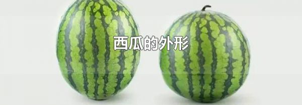 西瓜的外形