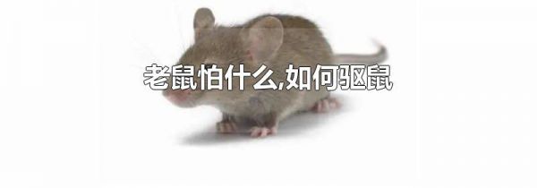 老鼠怕什么,如何驱鼠