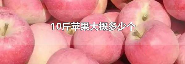 10斤苹果大概多少个