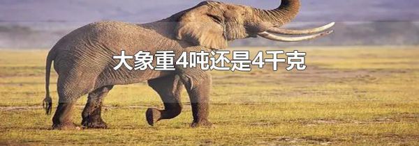 大象重4吨还是4千克