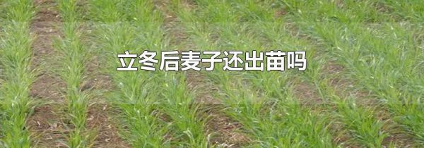 立冬后麦子还出苗吗