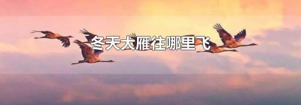 冬天大雁往哪里飞