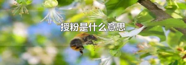 授粉是什么意思