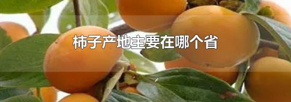 柿子产地主要在哪个省