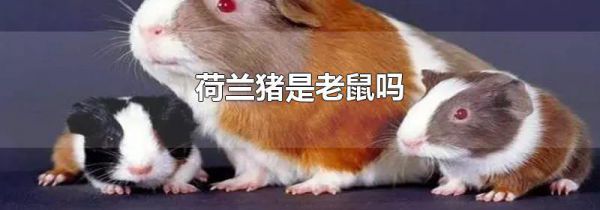 荷兰猪是老鼠吗