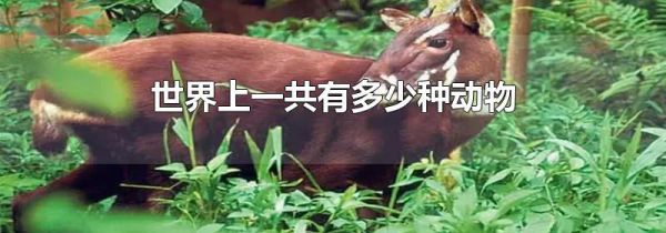 世界上一共有多少种动物