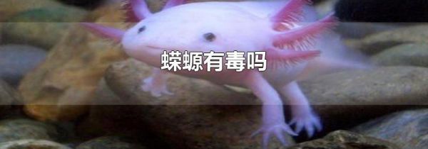 蝾螈有毒吗