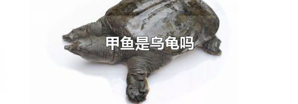 甲鱼是乌龟吗
