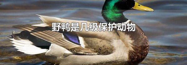 野鸭是几级保护动物