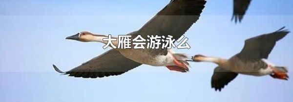 大雁会游泳么