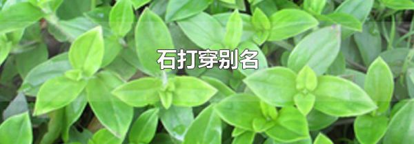 石打穿别名