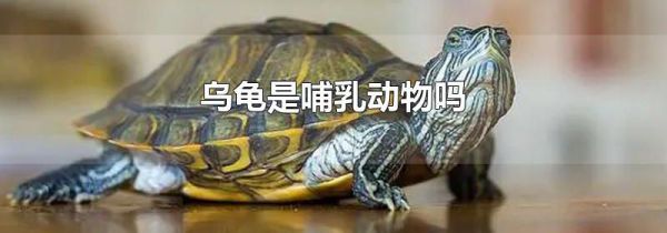 乌龟是哺乳动物吗
