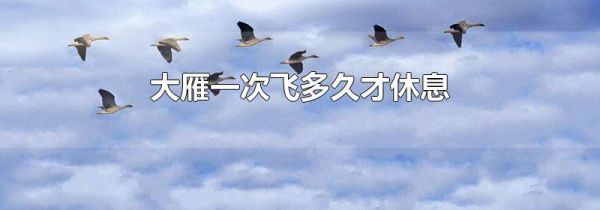 大雁一次飞多久才休息