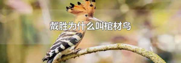戴胜为什么叫棺材鸟