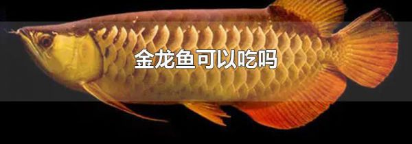 金龙鱼可以吃吗