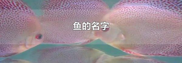 鱼的名字