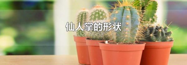 仙人掌的形状