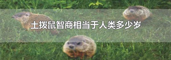 土拨鼠智商相当于人类多少岁