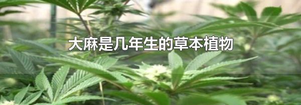 大麻是几年生的草本植物